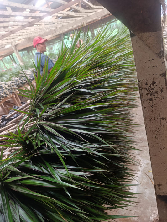 Drácena marginata