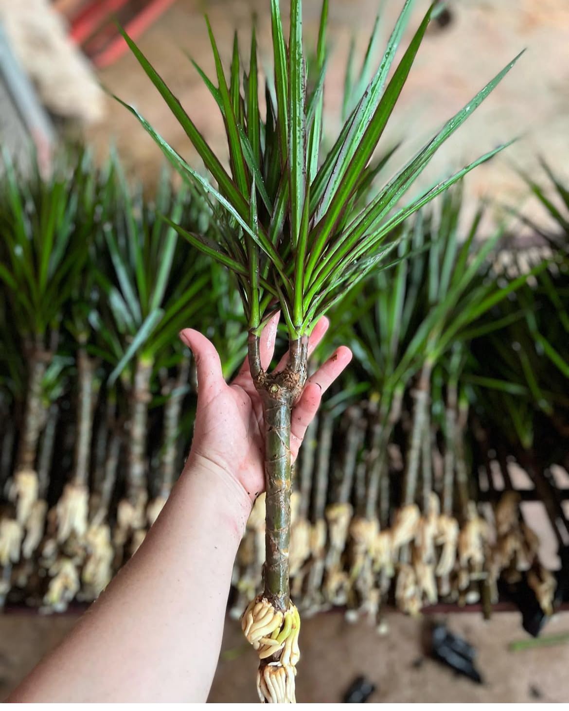 Drácena marginata